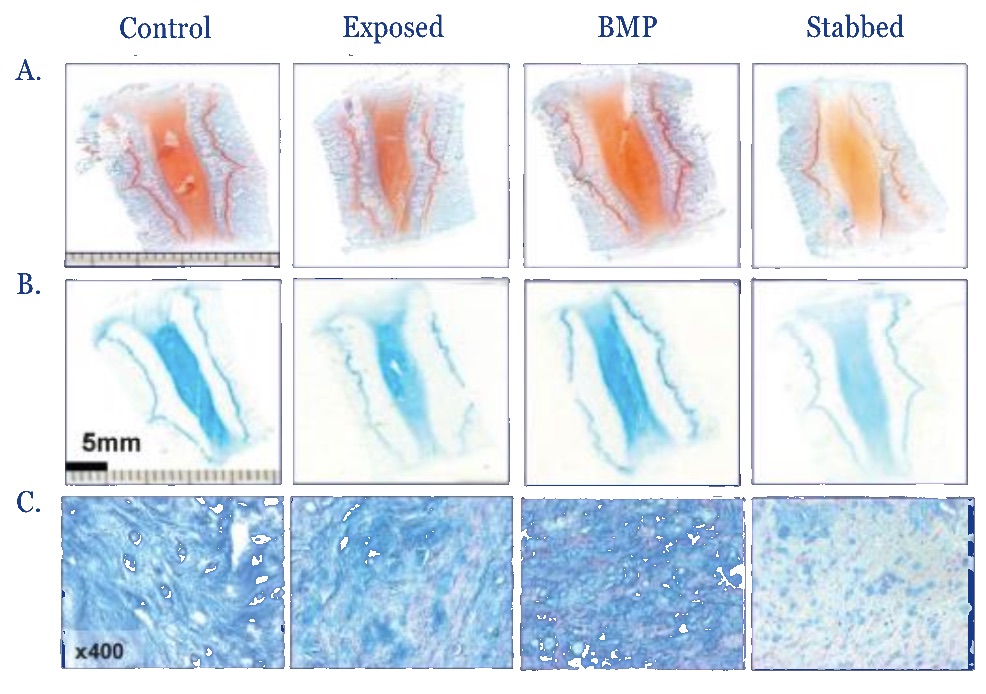 Histological staining of disc tissue across control, exposed, BMP-13 and stabbed conditions at two magnifications.