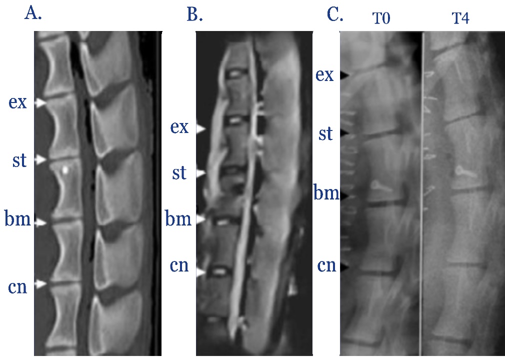 MRI and X-ray of sheep lumbar spines showing exposed, stabbed, BMP-13 treated and control discs at T0 and four months.